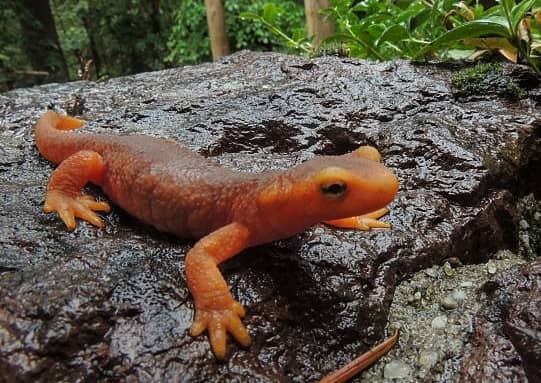 Animales de colores rojos