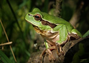 animales que son verdes