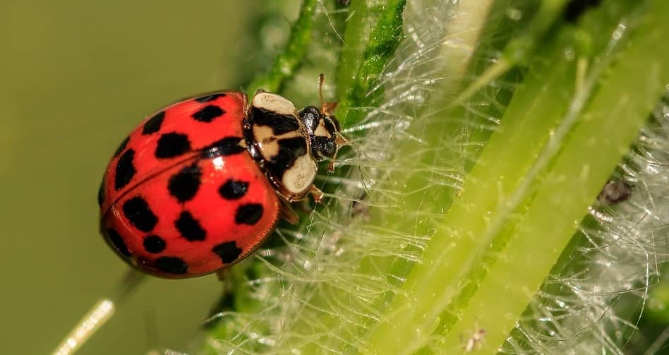 animales rojos