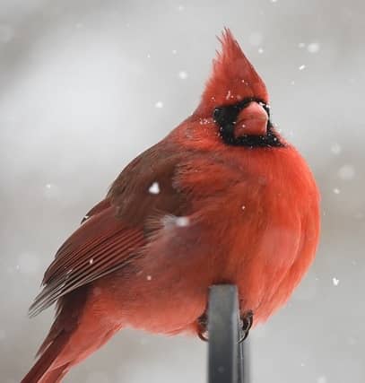 animales rojos grandes