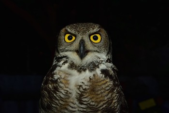 pájaros ojos amarillos