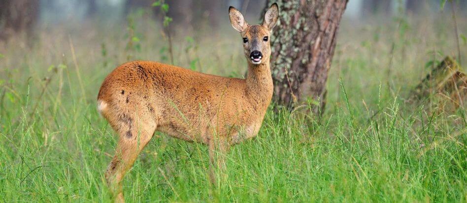 Animales de color marron en la naturaleza