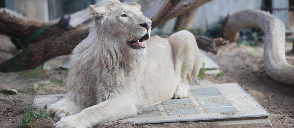 Animales de color blanco en la naturaleza