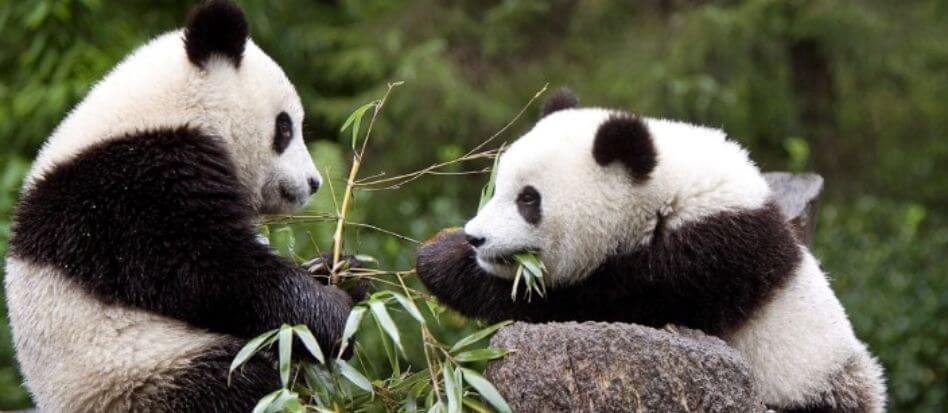 Animales de color blanco y negro en la naturaleza