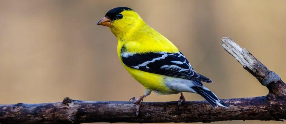 Animales de color dorado en la naturaleza