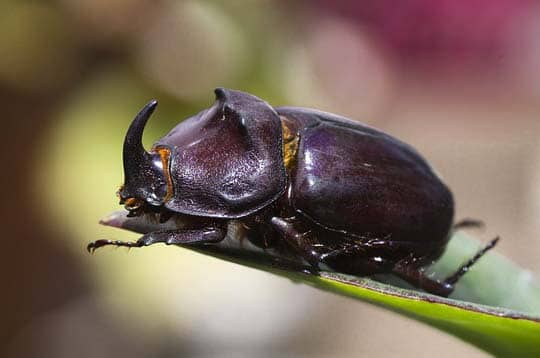 animales de color morado