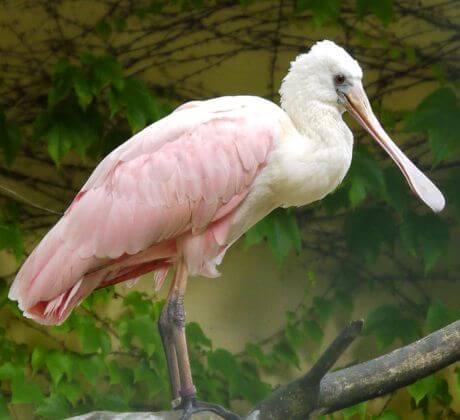 Animales de color rosado intenso