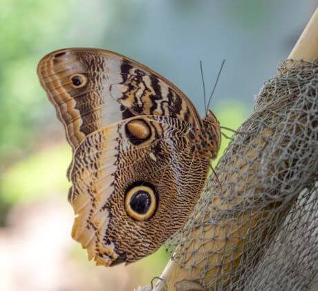 Animales del bosque color beige