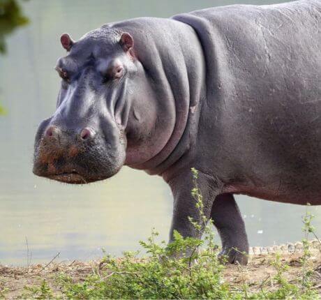 Animales grises que habitan en ríos y lagos