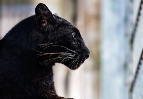 Animales negros del bosque