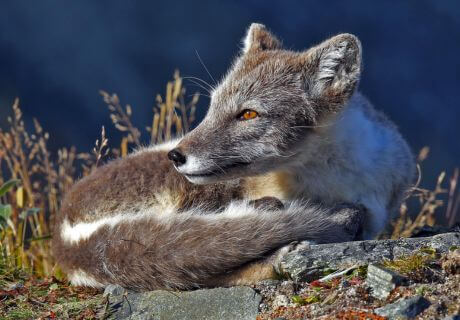 Animales raros de color gris