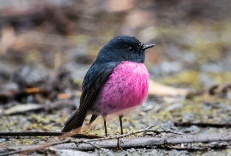 Animales rosa hermosos