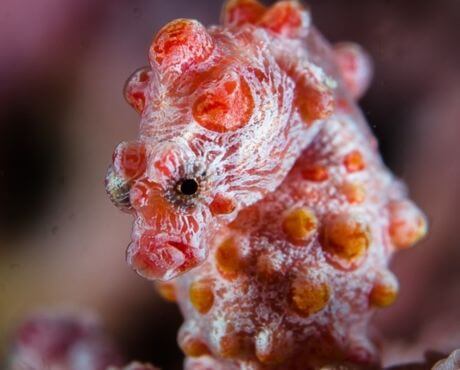 Animales rosa que habitan en el archipielago