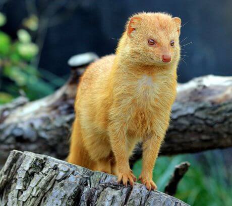 Animales terrestres de color dorado