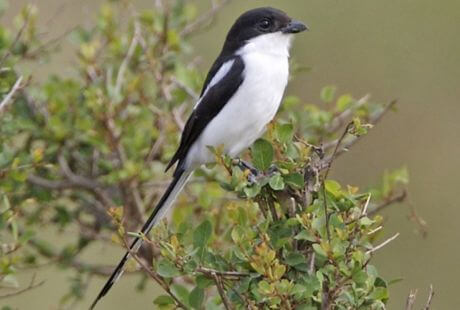 Aves blancas