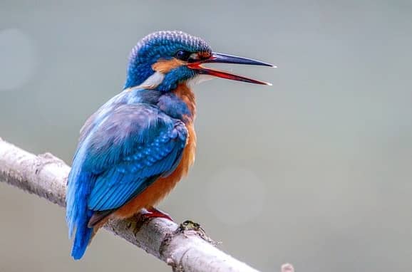 aves de color morado