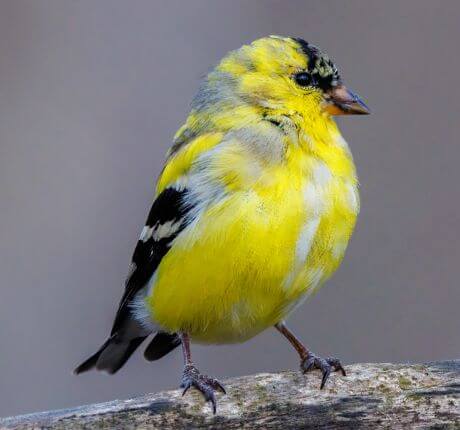 Aves doradas