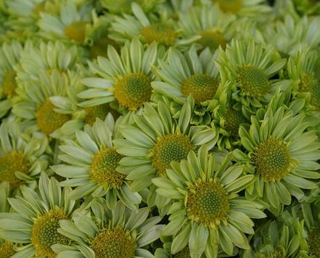 Caracteristicas de la margarita verde