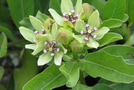 Caracteristicas de las flores verdes