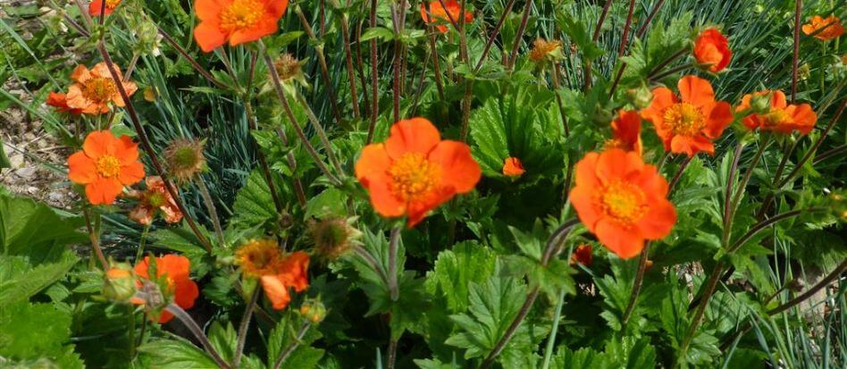 Cuidar flores de color naranja