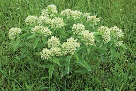 Cultivar asclepias viridis en el jardín