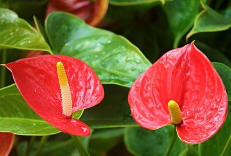 Decorar hogar con flores rojas