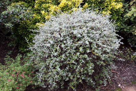 Decorar jardín con plantas grises