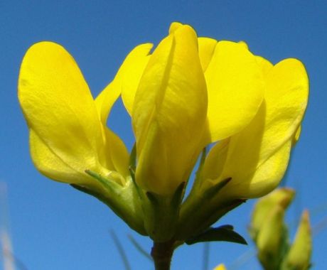 Flor amarilla exótica