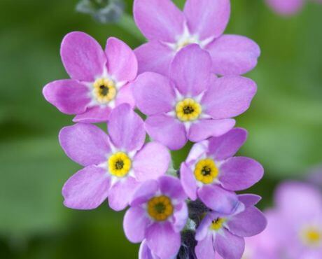 Flor de color morado medicinal