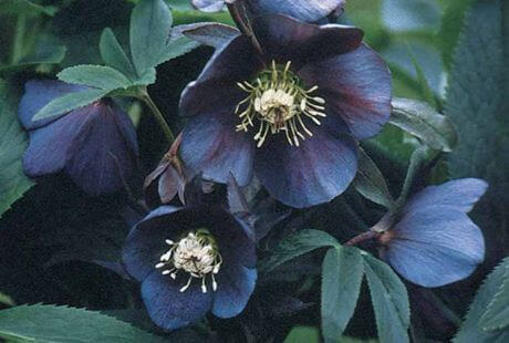 Flor de color negro helleborus