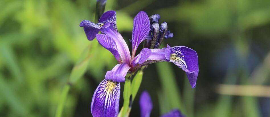 Flor morada elegante