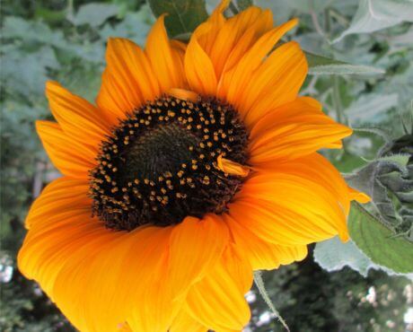 Flor naranja para decorar el jardín