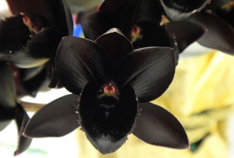 Flor negra exotica