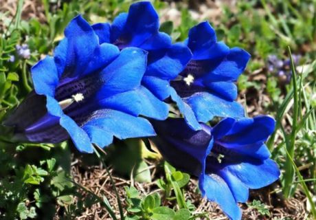 Flores azul marino hermosas