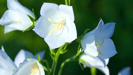 Flores blancas para festividades