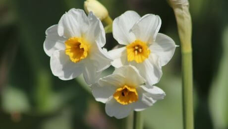 Flores blancas elegantes