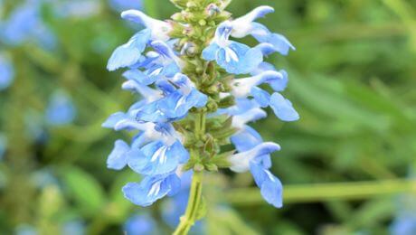 Flores celestes para el jardín