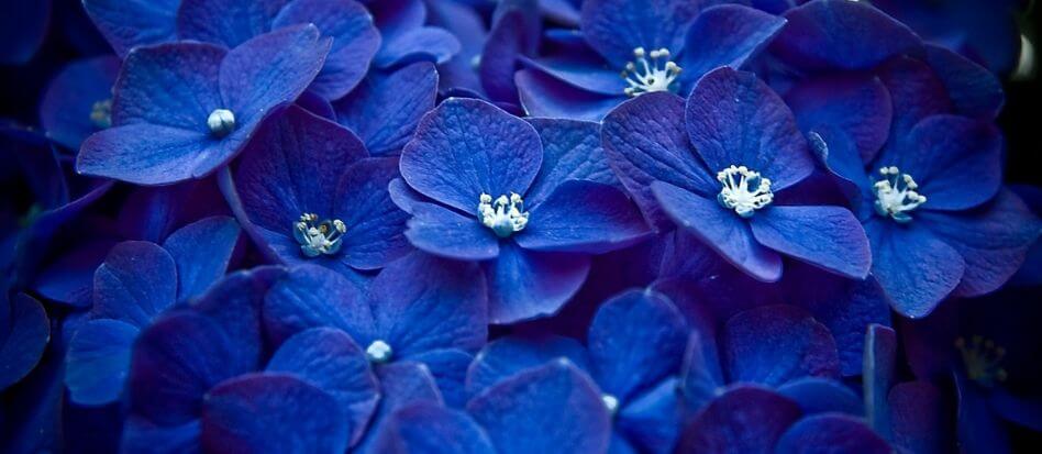 Flores de color azul marino para el hogar