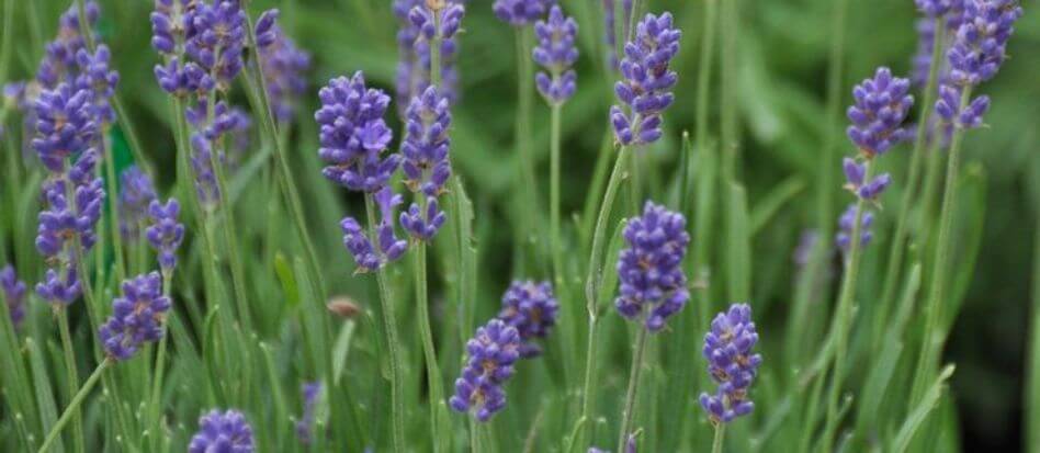 Flores de color lavanda para el hogar