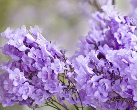 Flores de color lavanda para exterior