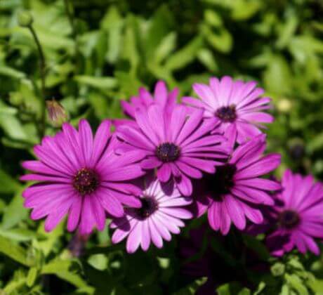 Flores de color morada altas