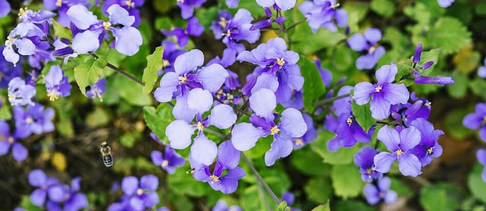 Flores de color morado para el hogar