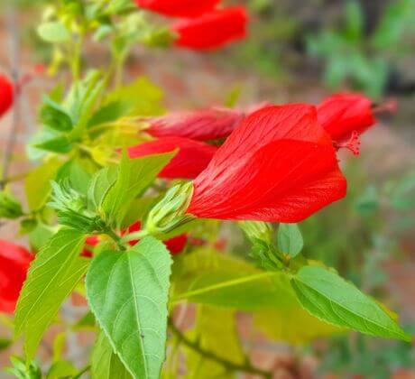 Flores de color rojo exóticas