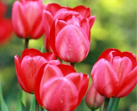 Flores de color rojo grandes