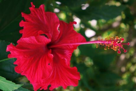 Flores de color rojo para exteriores