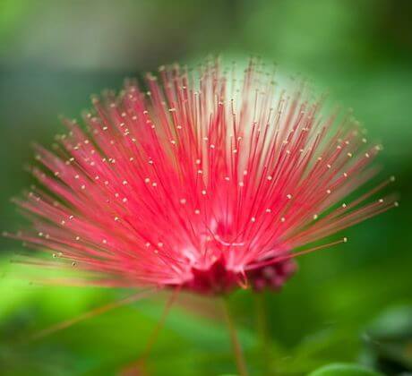 Flores de color rojo suaves