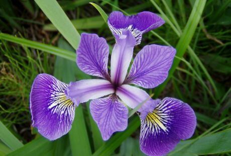 Flores de petalos morado