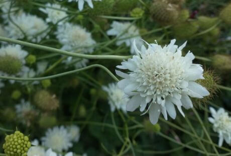 Flores grises hermosas