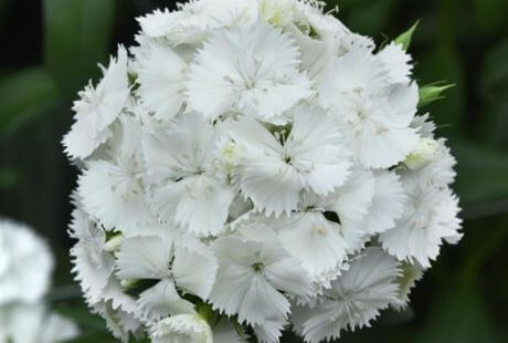 Flores grises para la jardinería