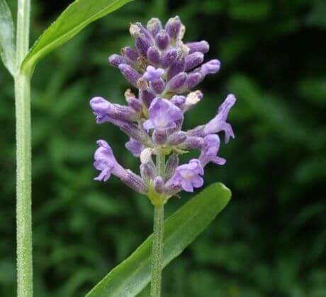 Flores lavanda para amoterapia